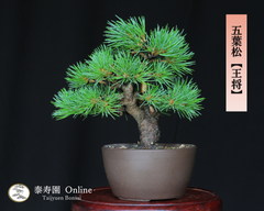 五葉松【王将】オウショウ 小品盆栽【泰寿園 Online】 現品 一点物 接ぎ木 松 盆栽 五葉松 松柏 初心者 室内 鑑賞 趣味 卓上盆栽 盆栽鉢 グリーン 和 ギフト プレゼント ミニ盆栽 誕生日 母の日 父の日 敬老の日