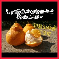 4.5キロ 春柑橘 三宝柑 和歌山 有田 家庭用