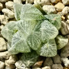 2026年最新】モンロー錦の人気アイテム - メルカリ