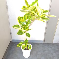 現品】フィカスアルテシーマ曲がり 観葉植物 斑入り綺麗 葉色鮮やか 樹