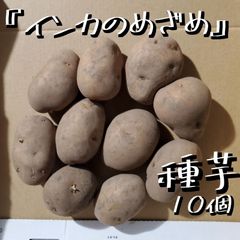 美味しくて家庭菜園でも大人気　インカのめざめ　ジャガイモ　種芋　10個