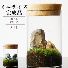 【完成品】65mm 高さ80mm 石セット 苔テラリウム  テラリウム  新生活 入学祝い 歓迎会 送別会プレゼント 気孔石 溶岩石 青龍石 木化石 インテリア 観葉植物 おしゃれ 贈り物　苔の風景