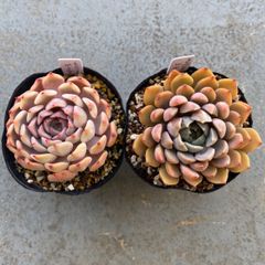 アンドロメカ様専用＊多肉植物 カット苗 エケベリア ルル ピンクザラゴーサ セット