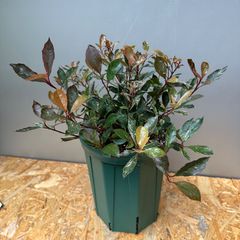 【7号鉢】④ ベニカナメモチ リトルフェンナ レッドロビン フォティニア 山野草