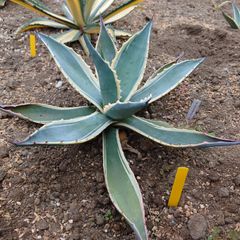 アガベ　アメリカーナ　マシュマロクリーム　直径40㎝　AGAVE