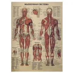 Sclerotome Pain 解剖図！カイロ！整体！鍼灸！エステ！トレーナー！