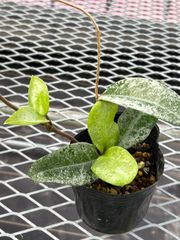 【一鉢分】ホヤ　カルノーサ　ノヴァ　ゴースト　Hoya carnosa 'Nova Ghost'