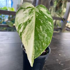 入手困難株】フィロデンドロン ウィリアムシー斑入り（Philodendron