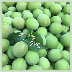 無農薬　青梅　白加賀　2㎏ほど