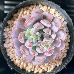 【SALE】オリジナルアモエナ　韓国苗　多肉植物