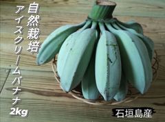 石垣島産 アイスクリームバナナ(自然栽培) 2kg