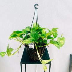 ［現品］【新品種】21番　ポトス　グローバルグリーン　5号　観葉植物　斑入り　おしゃれ　吊り下げ　ハンギング