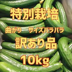 10キロ弱！大容量でお得！！農家直送美味しいきゅうり！ 10キロ弱！ サイズバラバラ！ 曲がりきゅうり　訳あり　きゅうり　10キロ　10kg　産地直送品