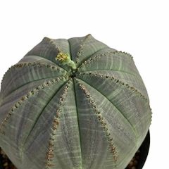 ユーフォルビア(ユーフォルビア) オベサ シンメトリカ 雄株 大きめ 3.5号　現品 一点もの 珍奇植物 ビザールプランツ おしゃれ インテリアプランツ 素材