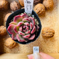 ロメオ×ブラッククイーン　多肉 18　エケベリア　多肉植物