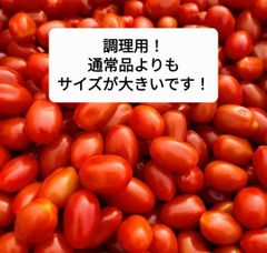 調理用におすすめサイズ！熊本県産ミニトマト「茜とまと3キロ」
