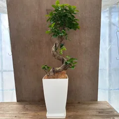 2025年最新】昇り龍 ガジュマルの人気アイテム - メルカリ