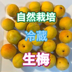 和歌山県産　完熟南高梅‼️L〜２L混合‼️８kg　みかんキング　家庭用 和歌山県産 完熟南高梅‼️3L〜4L混合‼️2kg みかんキング - メルカリ