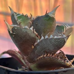 アガベ  チタノタ　レッドキャットウィーズル　Agave titanota Red Catweezle オテロイ赤猫