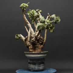 "Jatropha spicata" ヤトロファ スピカータ 管理2271