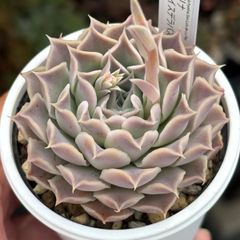 ★原種エケベリア！★ヒアリナサンルイスデラパス 実生 多肉植物（抜き苗）ケーレス 自家実生苗 国産