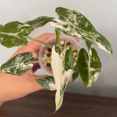 クワズイモ斑入り　アロカシアククラータ斑入り　イモ3点セット❗ 可愛い斑入り】 アロカシア ククラータ 斑入り シマクワズイモ
