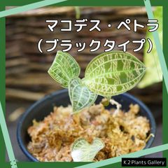 中ぐらいのマコデスペトラ　ジュエルオーキッド