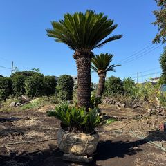 ダブルヘッド】ソテツ - メルカリ