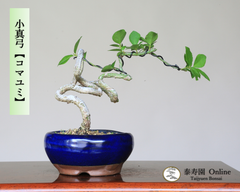 コマユミ『小真弓』 小品盆栽【泰寿園Online】現品 一点物 雑木 真柏 松柏 松 初心者 室内 鑑賞 趣味 卓上盆栽 盆栽鉢 グリーン 和 ギフト プレゼント ミニ盆栽 誕生日 母の日 父の日 敬老の日 記念日 お祝い 優良葉性 インテリア 5