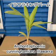 【希少】【ちびヤシ🌴シリーズ】【鉢ごと発送】イラワラキングパーム　 Archontophoenix cunninghamiana 'Illawarra'🌴(ユスラヤシ) 2025.5.14Ac1
