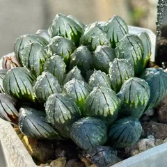 21AAA ハオルチア　多肉植物　赤い鳥糊斑　自家繁殖 Amazon.co.jp: ハオルチア 多肉植物 紫王オブツーサ錦糊斑 自家