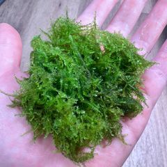 プレミアムモス（sp.タイ）活着 溶岩石 2個セット - メルカリ