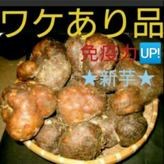 丹波山の芋ワケあり2キロ(山芋)