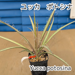 【鉢ごと発送】ユッカ ポトシナ　　Yucca potosina　2025.3.28Yp1