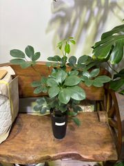シェフレラ・エラスティカ　3.5号　ゴムの木　観葉植物　インテリア　グリーン　インドア　屋内　観賞　可愛い　オシャレ
