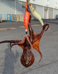 激安釣具　タコエギ  オクトパスタップ タコ釣り　餌木　エギ　タコベイト　釣り