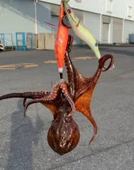 激安釣具　タコエギ  オクトパスタップ　3.5号 タコ釣り　餌木　エギ　タコベイト　釣り