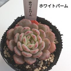 メルカリ便　フィレンツェ錦　韓国苗 ♪多肉植物 韓国苗 フィレンツェ♪ - メルカリ