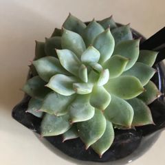 多肉植物　テッピー