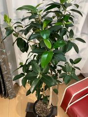 フランスゴム A17 幹曲がり樹形 観葉植物  インテリア 現物販売