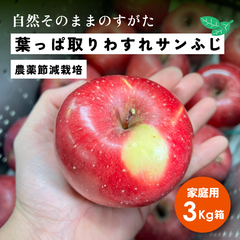 自然そのまま！王道サンふじ  11月収穫 「葉っぱ取りわすれサンふじ3キロ箱家庭用B品」農林水産大臣賞 長野県産 安曇野 信州産 幻 幻のリンゴ