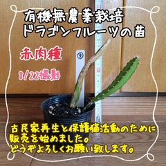 【ぐんぐん育ってます♪】無農薬栽培 ドラゴンフルーツ(赤)の苗⑨