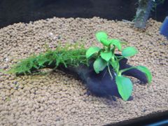 320．流木付き水草 アヌビアスナナプチ 南米ウィローモス