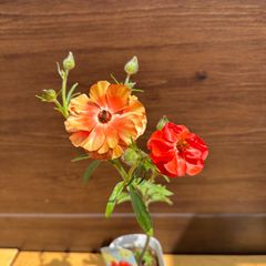 【鮮やかな赤色の花弁】① ラナンキュラス ランドセルシリーズ ソルトムーンスカーレット ポット苗 3号