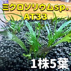 3株】ミクロソリウム ランジャウエンティマウ - メルカリ