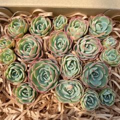 多肉植物 マッコス 10個 カット苗 - メルカリ