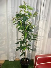 アマゾンオリーブ A9 現物販売 枝曲がり樹形 8号鉢 オリーブの木 室内 インテリア 観葉植物