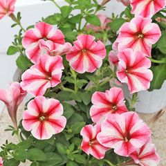 花苗 ペチュニア クレイジーチュニア セクレドスター 3.5号 多年草 おしゃれ 赤 華やか かわいい