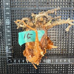 【15】 ケラリア・ピグマエア（ベアルート株） 塊根植物　アフリカのサムネイル