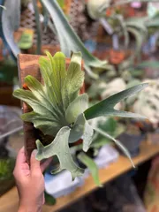 2025年最新】バンナA ビカクシダの人気アイテム - メルカリ